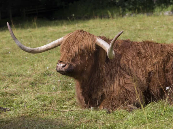 Vaca Montañosa Relajándose Campo Hierba Blair Atholl Perthshire Escocia — Foto de Stock