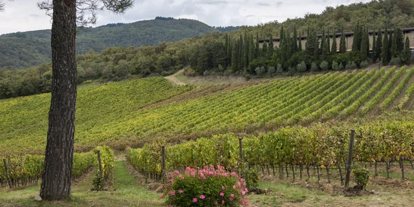 Vista Panorâmica Das Vinhas Radda Chianti Toscana Itália — Fotografia de Stock