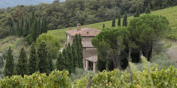 Vista Panorâmica Das Vinhas Toscana Itália — Fotografia de Stock