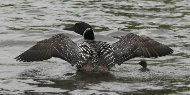 Onun kız gölde, Lake Of The Woods, Ontario, Kanada ile ortak Loon (Gavia Immer)