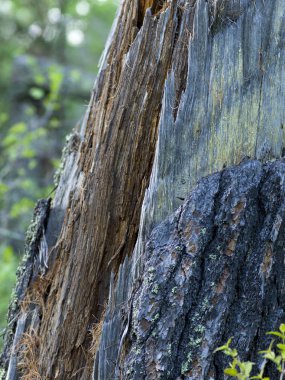 Bir ağaç gövde üzerinde kabuğu yakın çekim, Woods Gölü, Ontario, Kanada