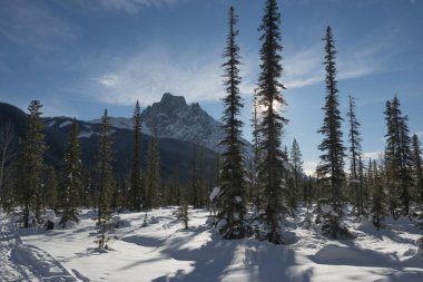 Kar kış, British Columbia, Kanada dağlarında ağaçlarıyla kaplı
