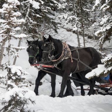 At atlı kızak, Lake Louise, Banff National Park, Alberta, Kanada