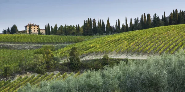 ブドウ畑 トスカーナ イタリアの風光明媚なビュー — ストック写真