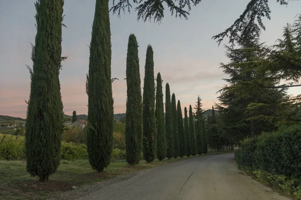 Vista Panorâmica Das Árvores Longo Estrada Rural Toscana Itália — Fotografia de Stock