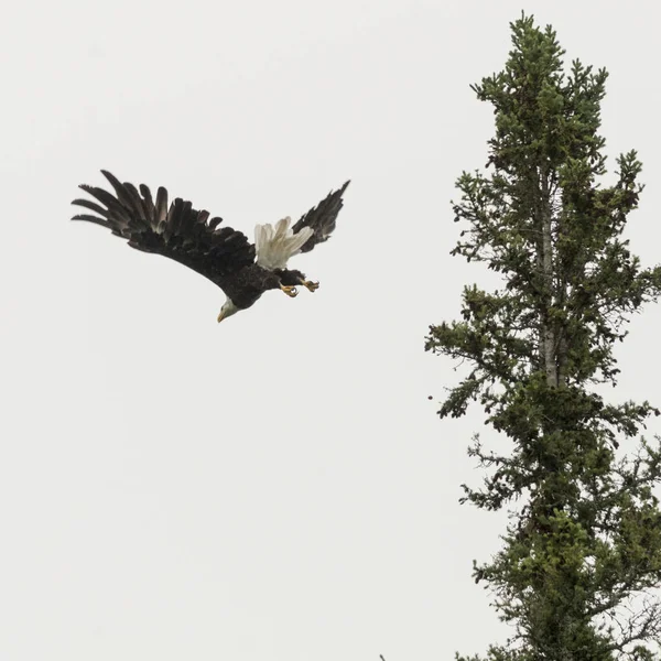 Low angle view of eagle flying, Lake of The Woods, Ontario, Canada