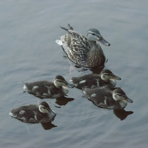 duck with ducklings swimming in the lake, Lake of The Woods, Ontario, Canada