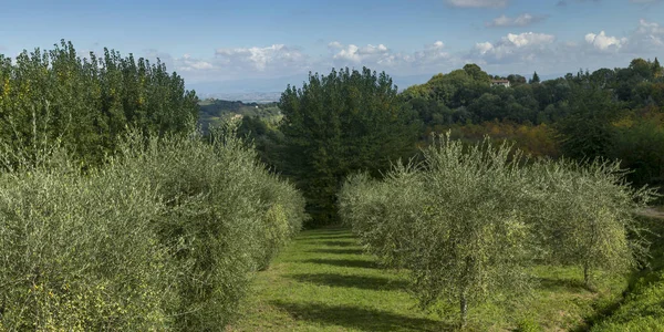 Malerischer Blick Auf Bäume Einem Obstgarten Chianti Toskana Italien — Stockfoto