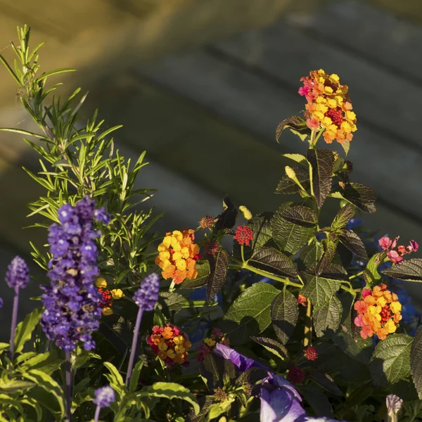 Arka Plan Üzerine Güzel Çiçekler Yakın Çekim — Stok fotoğraf