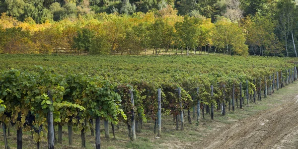 Scenic View Vineyards Valley Radda Chianti Tuscany Italy — Stock Photo, Image