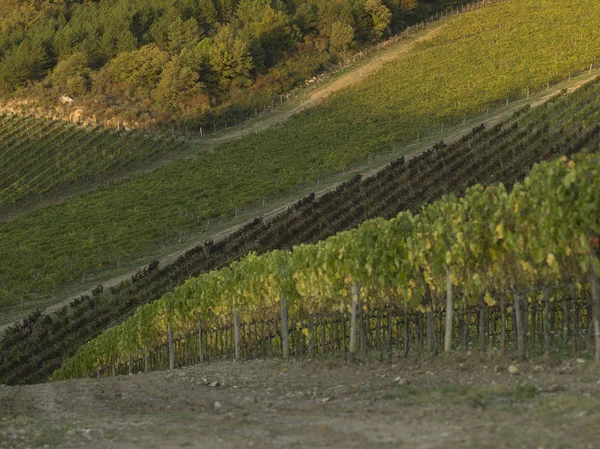 Scenic View Vineyards Tuscany Italy — Stock Photo, Image