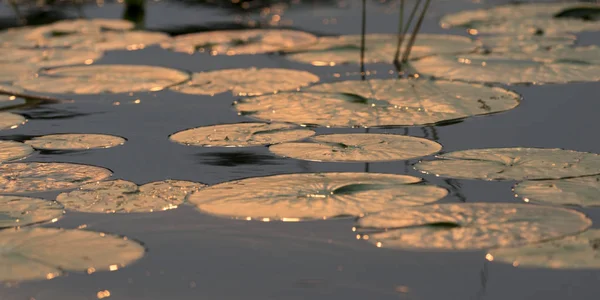 Lilienkissen Blätter Einem Teich — Stockfoto