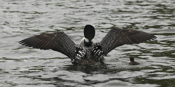 Common Loon Gavia Immer Con Suo Pulcino Nel Lago Lake — Foto Stock