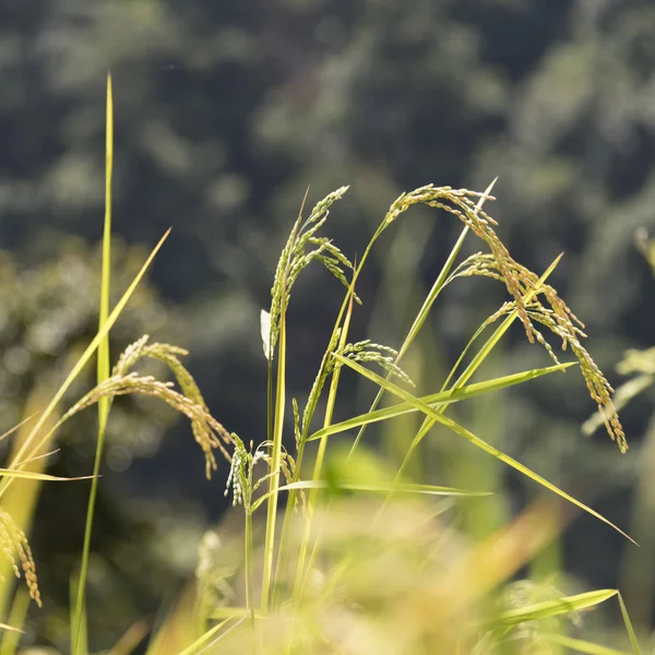 Punakha Punakha 부탄의 줄기의 클로즈업 — 스톡 사진