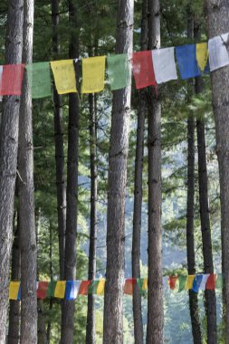 Düşük açılı görünüş dua bayrakları ağaç üzerinde asılı Taktsang Manastırı, Paro, Paro District, vadi: Paro, Bhutan