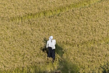 Pirinç alan,: Paro, Bhutan içinde bir kadın yükseltilmiş görünümü