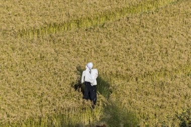 Pirinç alan,: Paro, Bhutan içinde bir kadın yükseltilmiş görünümü