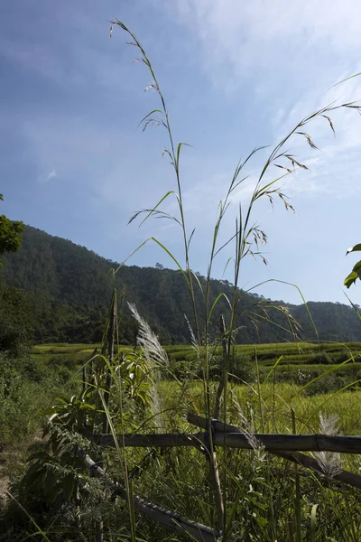 Close Talos Arroz Punakha Punakha Valley Punakha District Butão — Fotografia de Stock