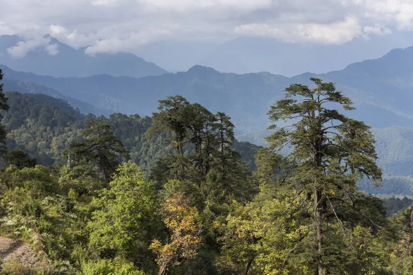 Bomen Met Bergketen Achtergrond Dochula Pass Thimphu Bhutan — Stockfoto