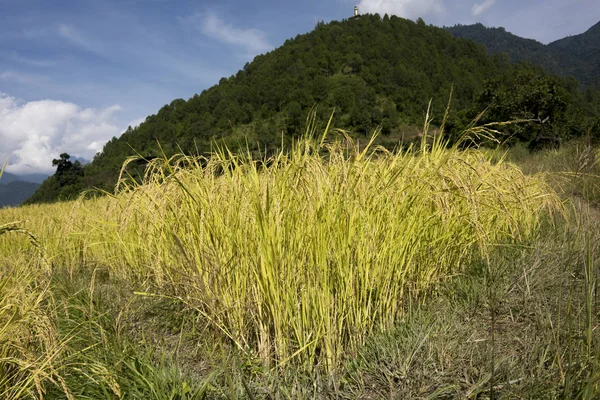 Coltivazione Riso Nei Campi Punakha Punakha Valley Punakha District Bhutan — Foto Stock