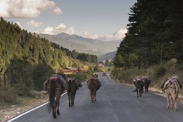 Cavalli Piedi Sulla Strada Valle Del Paro Bhutan — Foto Stock
