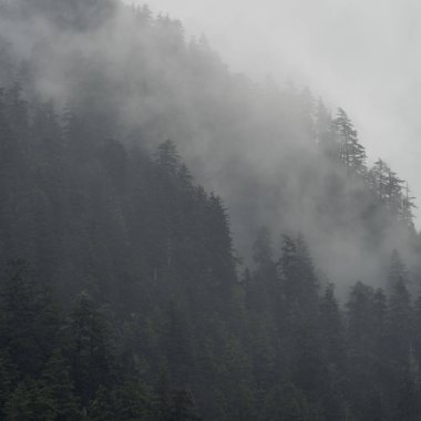 Sisli orman, Skeena-Kraliçe Charlotte bölge bölge, Haida Gwaii, Graham Adası, British Columbia, Kanada