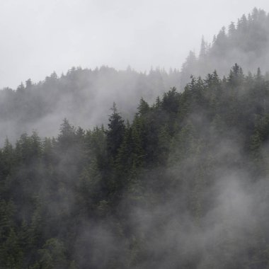 Sisli orman, Skeena-Kraliçe Charlotte bölge bölge, Haida Gwaii, Graham Adası, British Columbia, Kanada