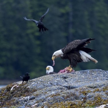 Kartal besleme, Skeena-Kraliçe Charlotte bölge bölge, Haida Gwaii, Graham Adası, British Columbia, Kanada