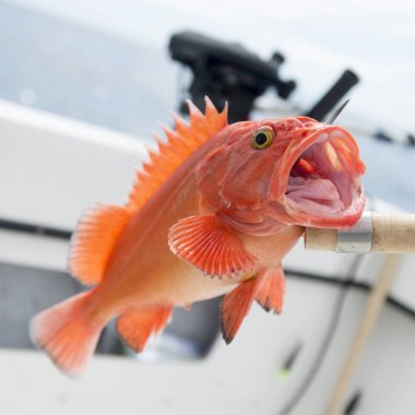 Yelloweye rockfish, Skeena-Kraliçe Charlotte bölge bölge, Haida Gwaii, Graham Adası, British Columbia, Kanada