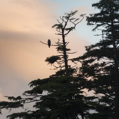 Ağaçta, tıraşlama kartal Skeena-Kraliçe Charlotte bölge bölge, Haida Gwaii, Graham Adası, British Columbia, Kanada