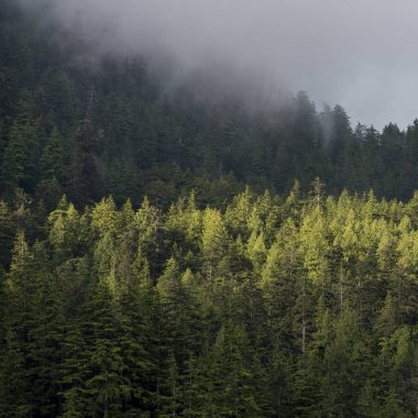 Sisli orman, Skeena-Kraliçe Charlotte bölge bölge, Haida Gwaii, Graham Adası, British Columbia, Kanada