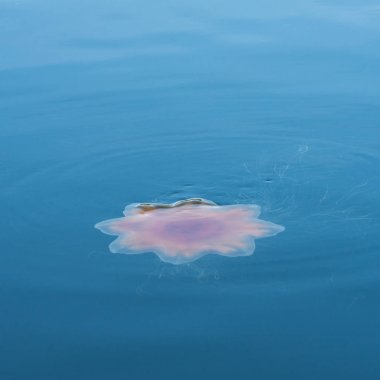 Denizanası su yüzeyinde, Skeena-Kraliçe Charlotte bölge bölge, Haida Gwaii, Graham Adası, British Columbia, Kanada