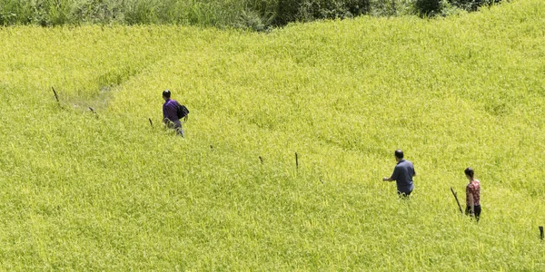 Gente Caminando Campo Punakha Punakha Valley Punakha District Bután — Foto de Stock