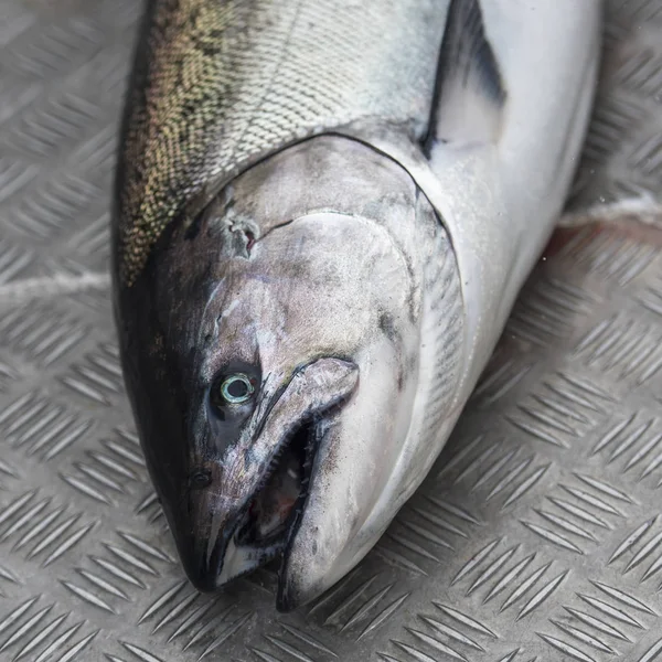 Zalm Vissen Skeena Koningin Charlotte Regionaal District Hippa Eiland Haida — Stockfoto