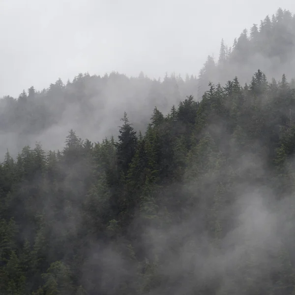 Foggy Forest Skeena Queen Charlotte Regional District Haida Gwaii Graham — Stock Photo, Image