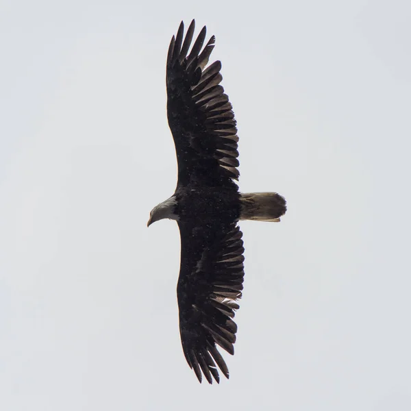Eagle Flying Sky Skeena Queen Charlotte Regional District Haida Gwaii — Stock Photo, Image