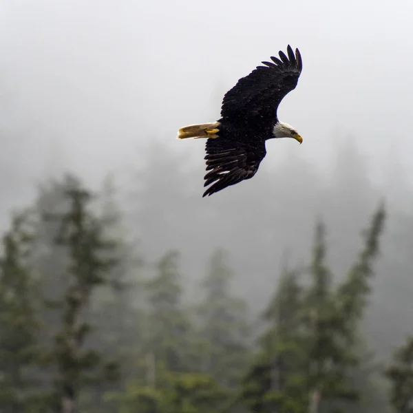 Eagle Flight Skeena Queen Charlotte Regional District Haida Gwaii Graham — стоковое фото