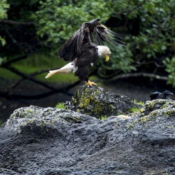 Eagle perching on rock, Skeena-Queen Charlotte Regional District, Haida Gwaii, Graham Island, British Columbia, Canada