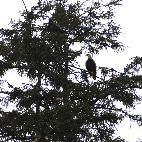 Águilas Posadas Árbol Distrito Regional Skeena Queen Charlotte Haida Gwaii — Foto de Stock