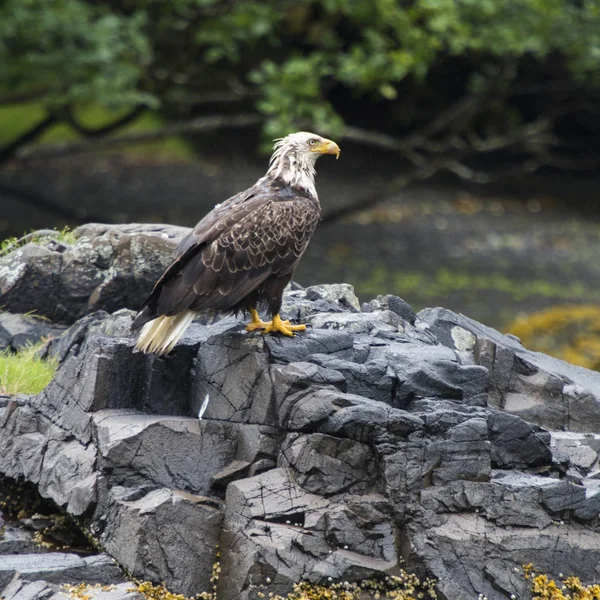 Eagle Perching Skale Skeena Queen Charlotte Regional District Haida Gwaii — Zdjęcie stockowe