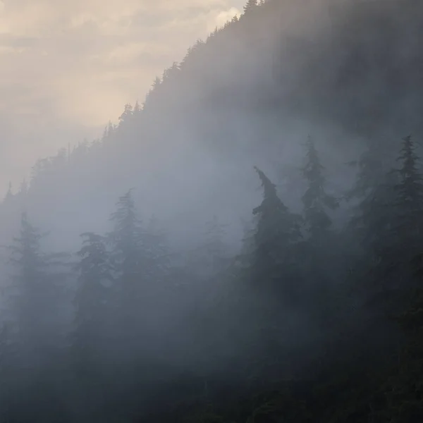 Foggy Forest Skeena Queen Charlotte Regional District Haida Gwaii Graham — Stock Photo, Image