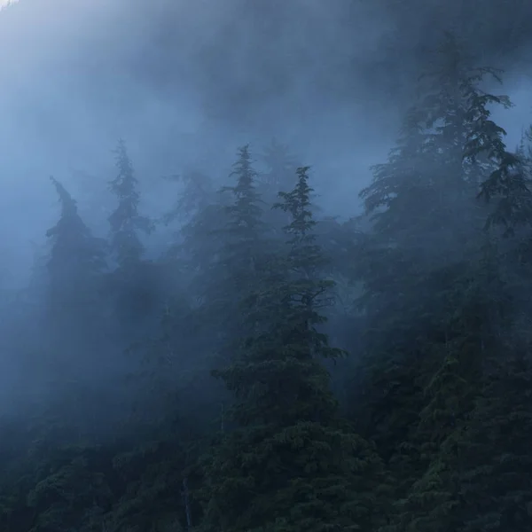Ομιχλώδες Δάσος Skeena Queen Charlotte Περιφερειακής Περιοχής Haida Gwaii Graham — Φωτογραφία Αρχείου