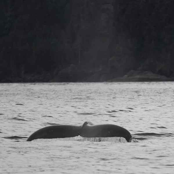 Baleia Oceano Pacífico Distrito Regional Skeena Queen Charlotte Haida Gwaii — Fotografia de Stock