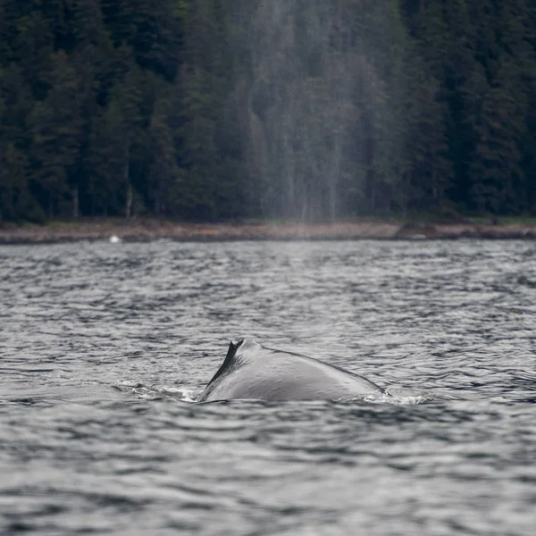 Baleia Exalando Através Blowhole Oceano Pacífico Skeena Queen Charlotte Regional — Fotografia de Stock