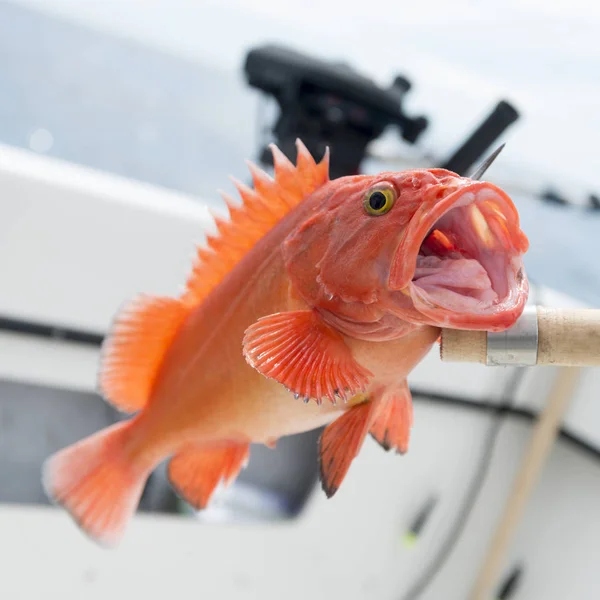 Yelloweye Rockfish Skeena Koningin Charlotte Regionaal District Haida Gwaii Graham — Stockfoto