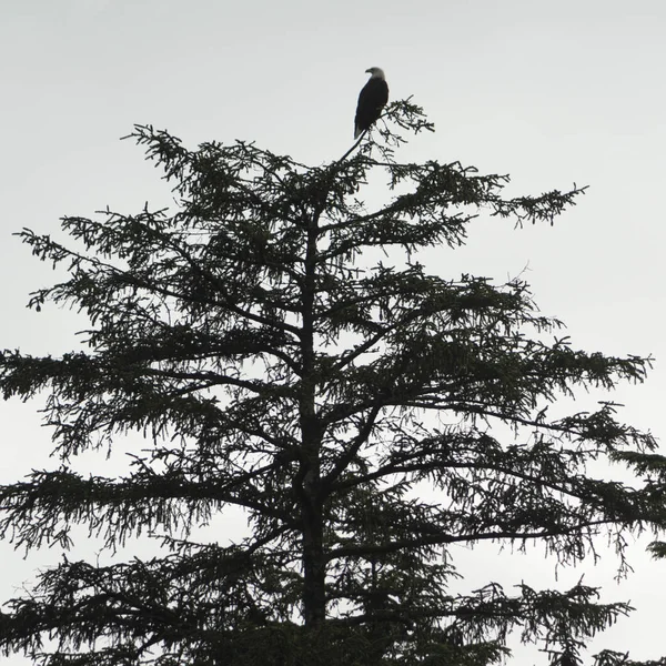 Adler Der Auf Einem Baum Hockt Skeena Queen Charlotte Haida — Stockfoto