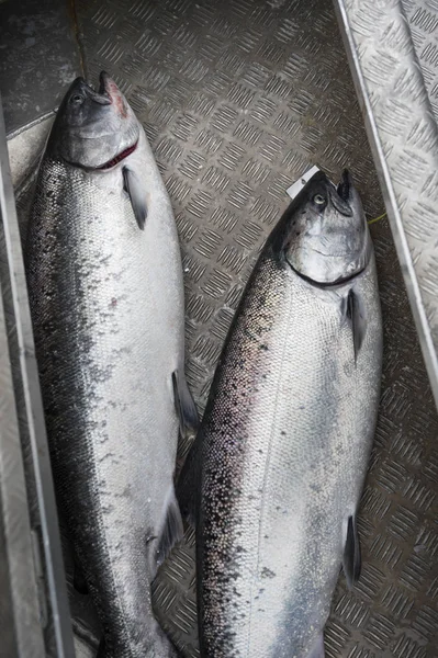 Chinook Zalmen Skeena Koningin Charlotte Regionaal District Haida Gwaii Graham — Stockfoto