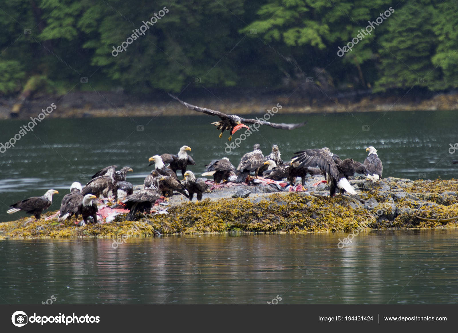 Flock Bald Eagles Island Skeena Queen Charlotte Regional District Haida