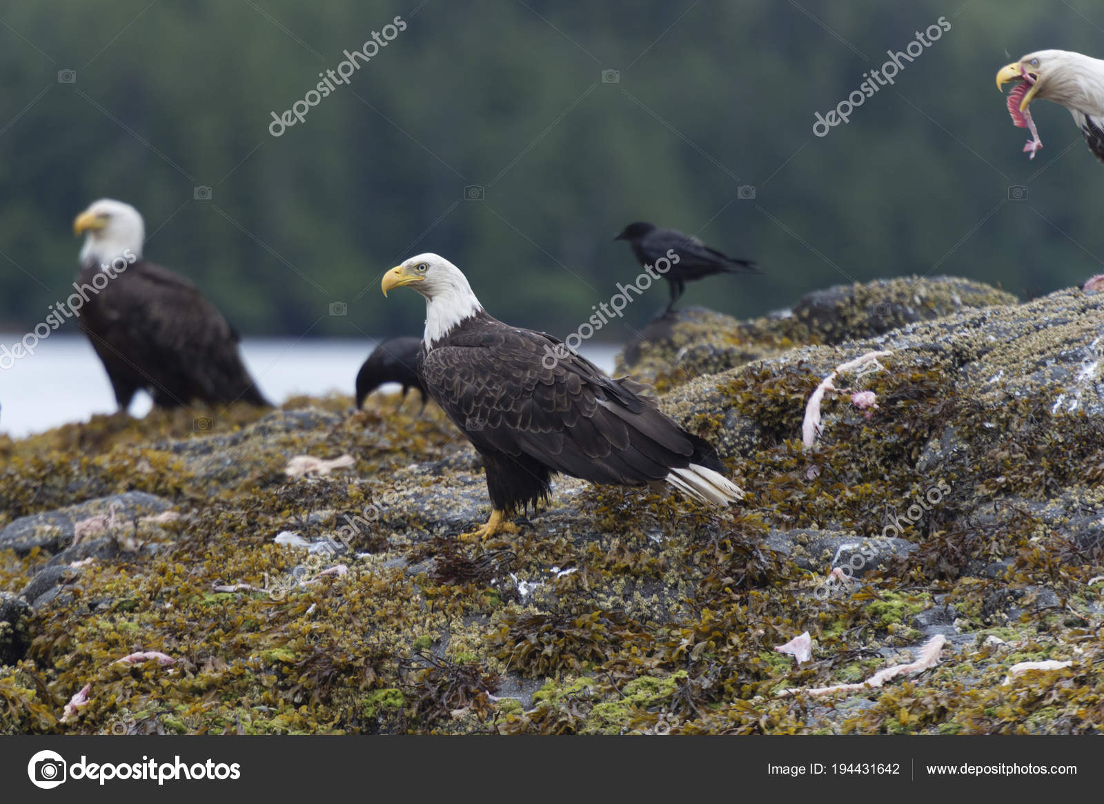 Bald Eagles Island Skeena Queen Charlotte Regional District Haida Gwaii  Stock Photo by © 194431642