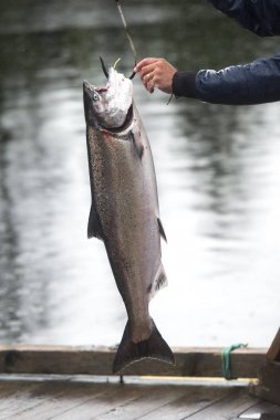Somon bağımlısı bir balıkçı, Skeena-Kraliçe Charlotte bölge bölge, Haida Gwaii, Graham Adası, British Columbia, Kanada